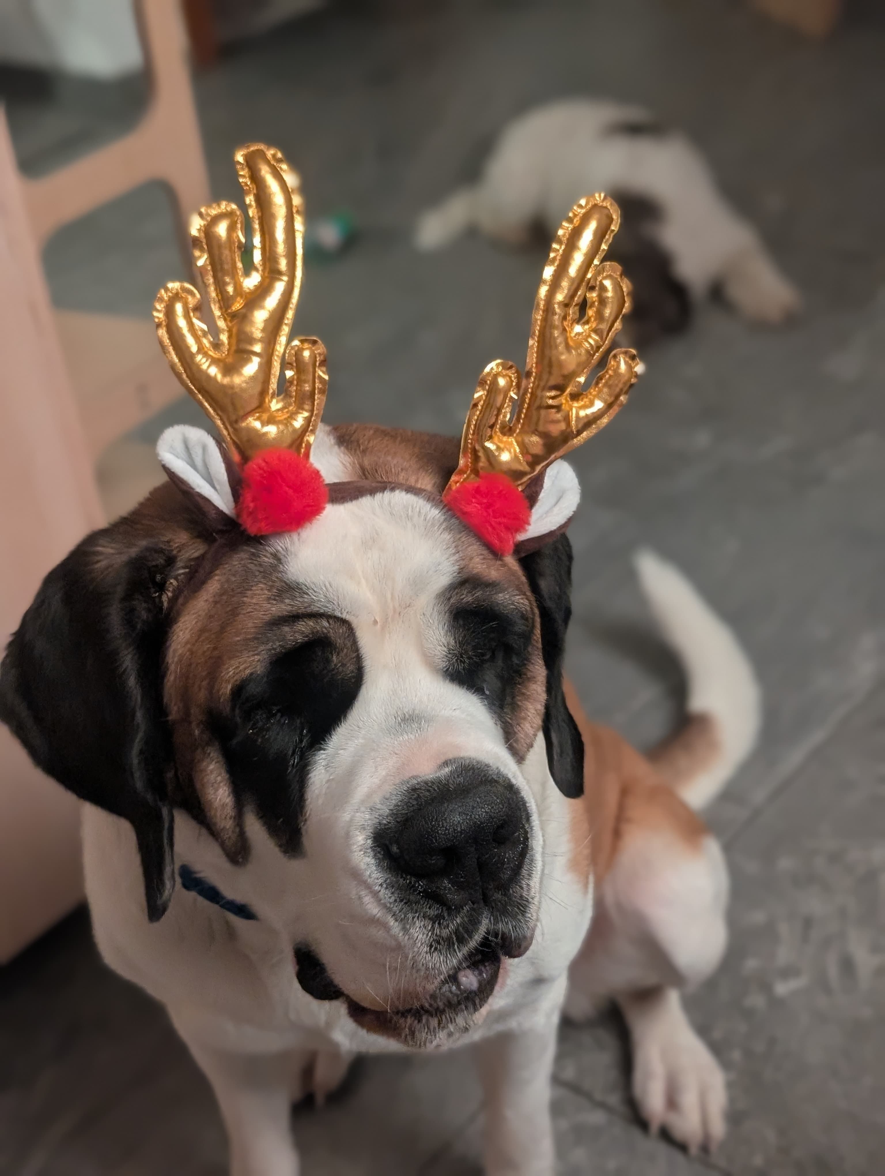Upps St Bernard of Enjoy the ride ski school celebrating Christmas