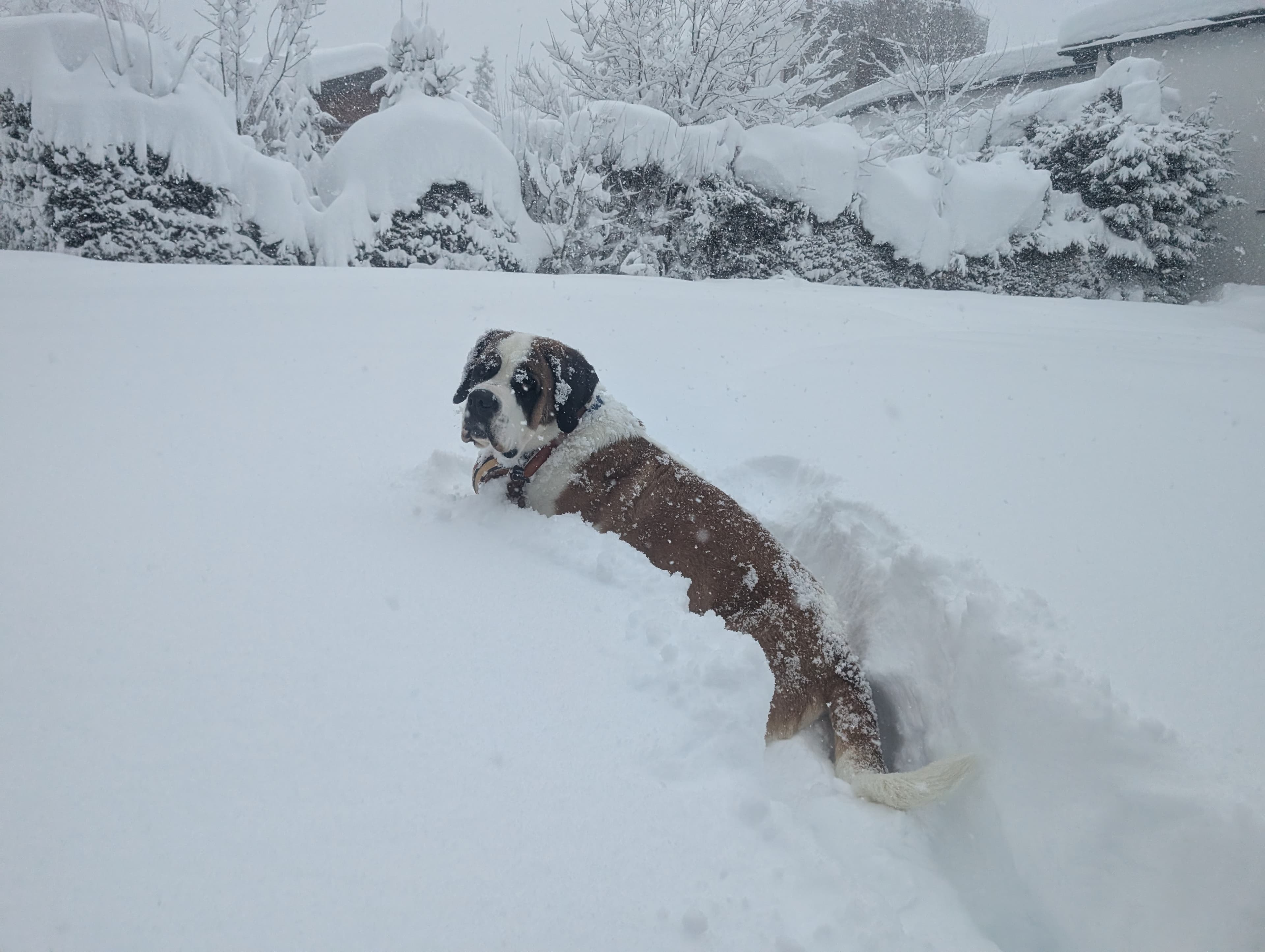 Upss, Enjoy the ride's St.Bernard enjoying the snow