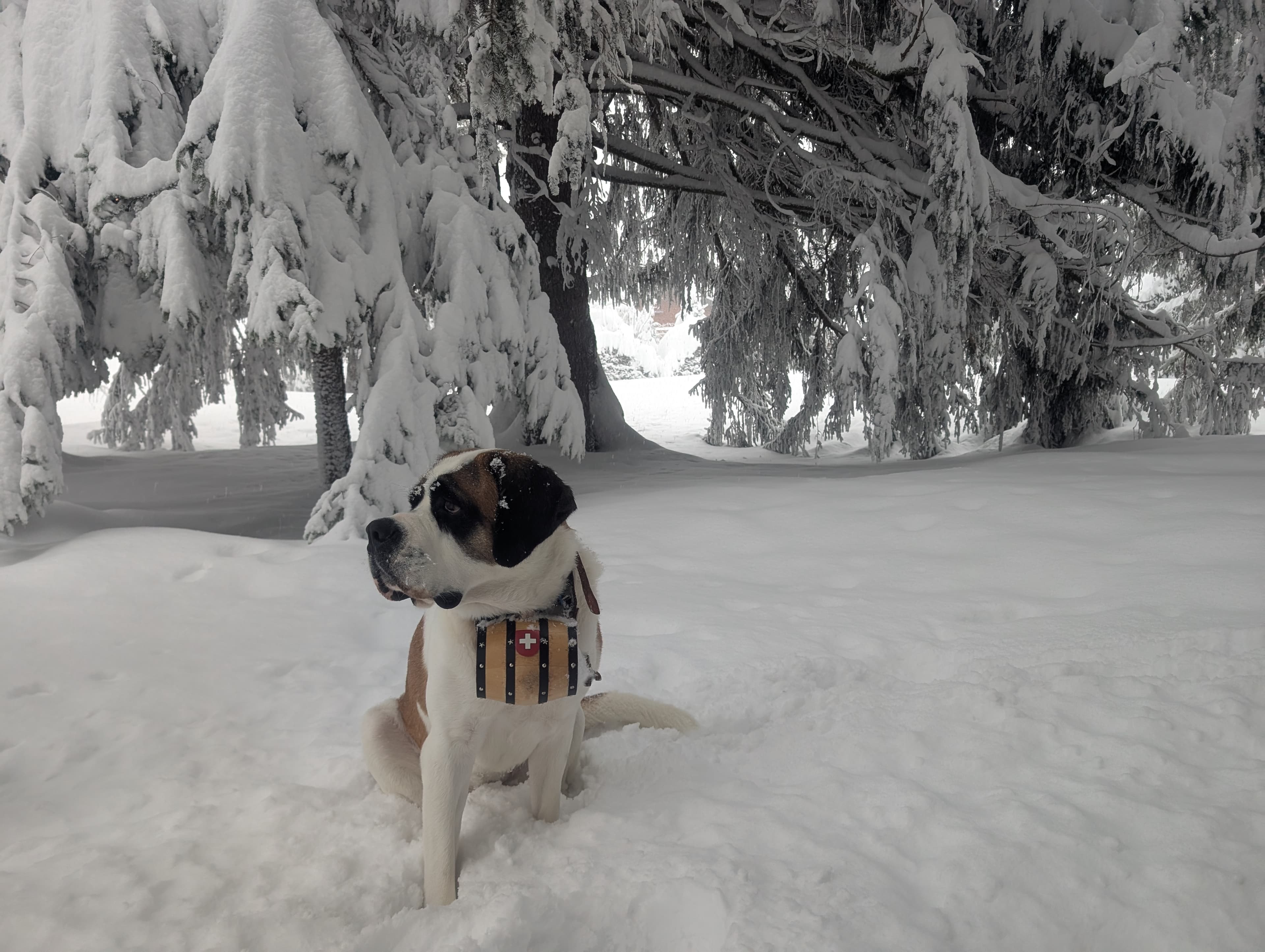 A st Bernard dog posing in the snow of Crans-Montana