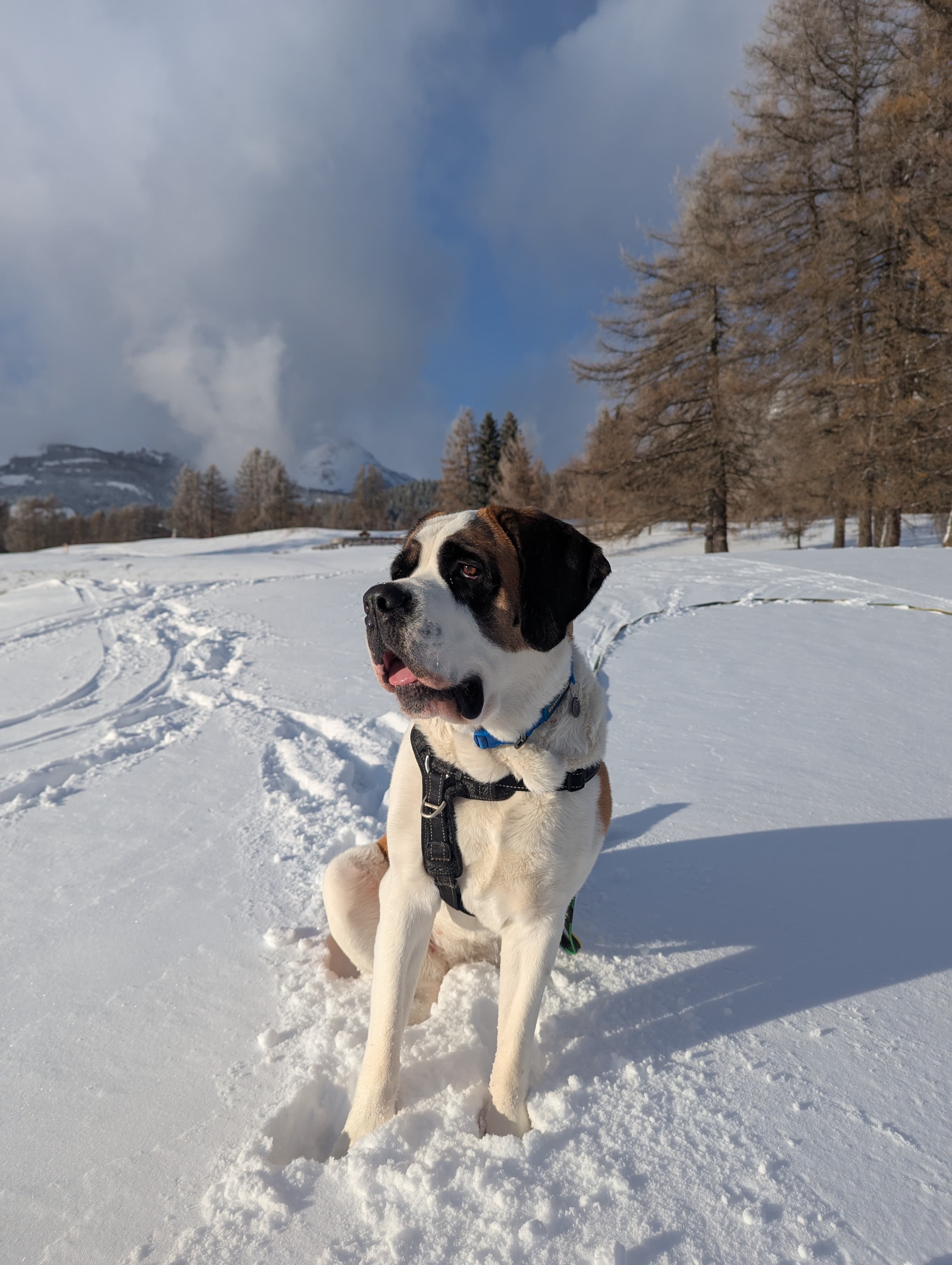 Upss posing in Crans-Montana's snow