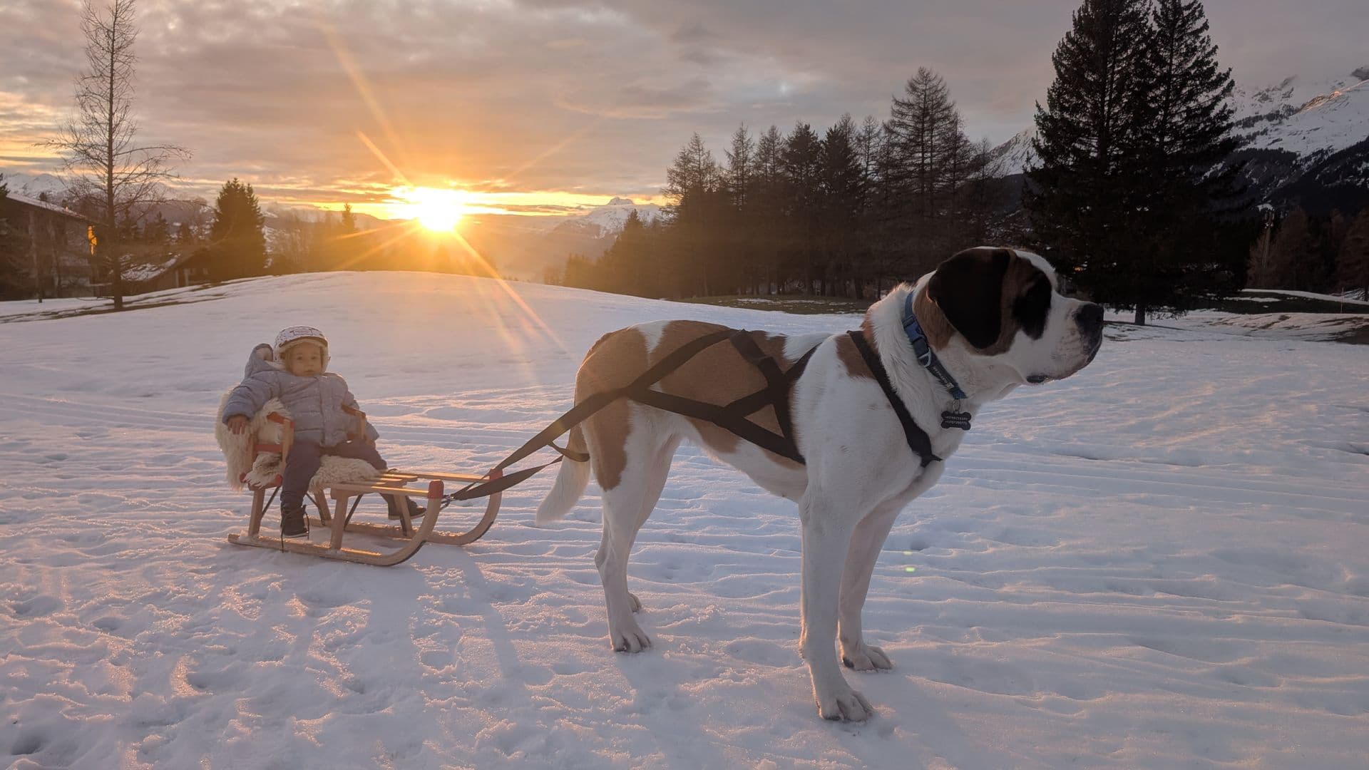 Upss pulling a toddler on a sled at sunset