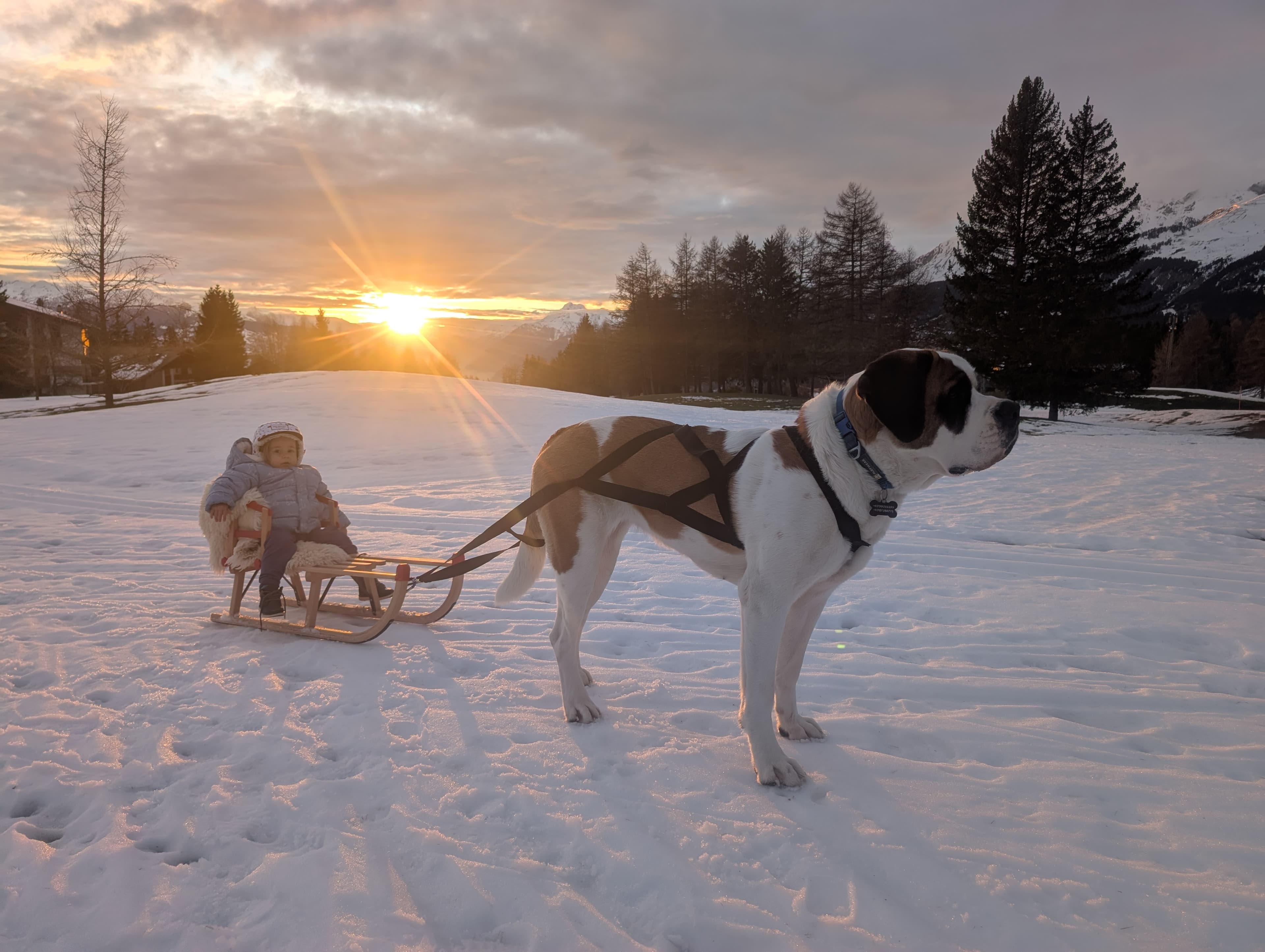 Upss pulling a toddler on a sled at sunset