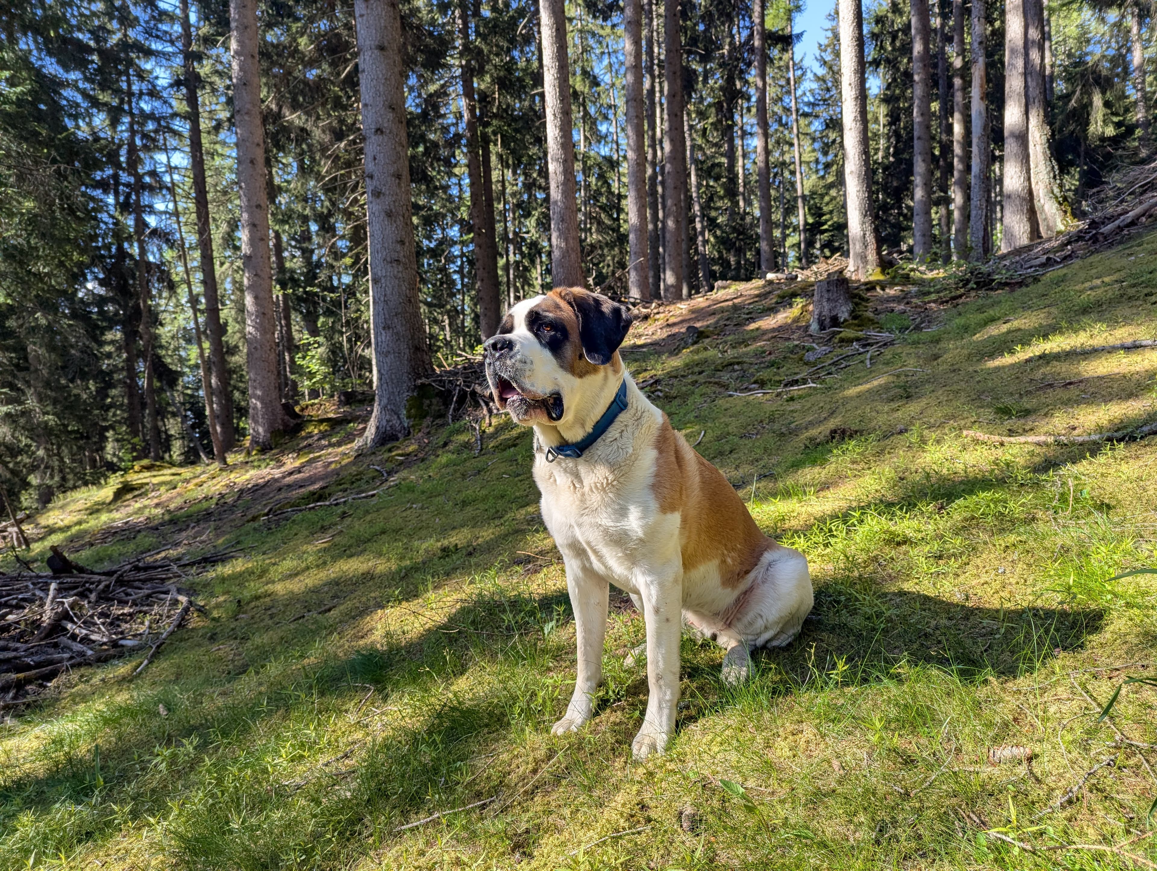 Upps St Bernard of Enjoy the ride ski school enjoying sumemr in Crans-Montana
